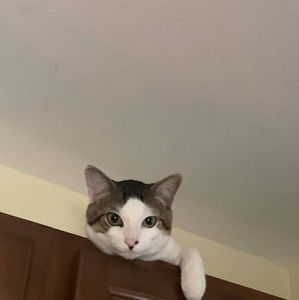 Meet your Posher, Annabella